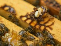 varroa mite on dead bee